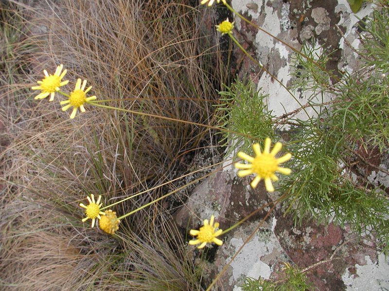 Euryops pedunculatus, photographed by Ryan van Huyssteen