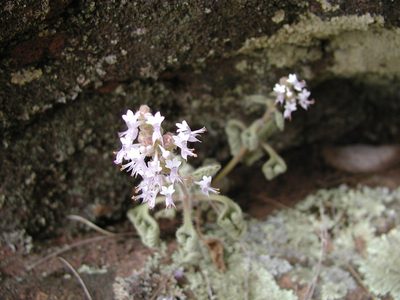 Aeollanthus buchnerianus, photographed by Ryan van Huyssteen