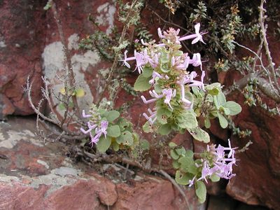 Thorncroftia succulenta, photographed by Ryan van Huyssteen