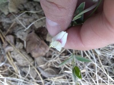 Lathyrus lanszwertii, photographed by P Holroyd