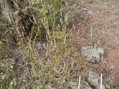 Coleus cylindraceus, photographed by Ryan van Huyssteen