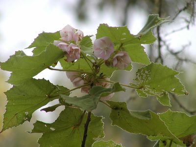 Dombeya burgessiae, photographed by Ryan van Huyssteen