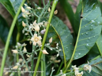 Hevea brasiliensis, photographed by Ong Jyh Seng