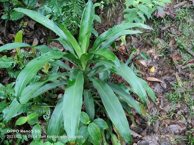 Dracaena fragrans, photographed by Ong Jyh Seng