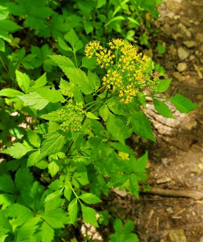 Thaspium barbinode, photographed by Terri Koontz