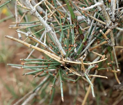 Ephedra antisyphilitica, photographed by Catherine C. Galley