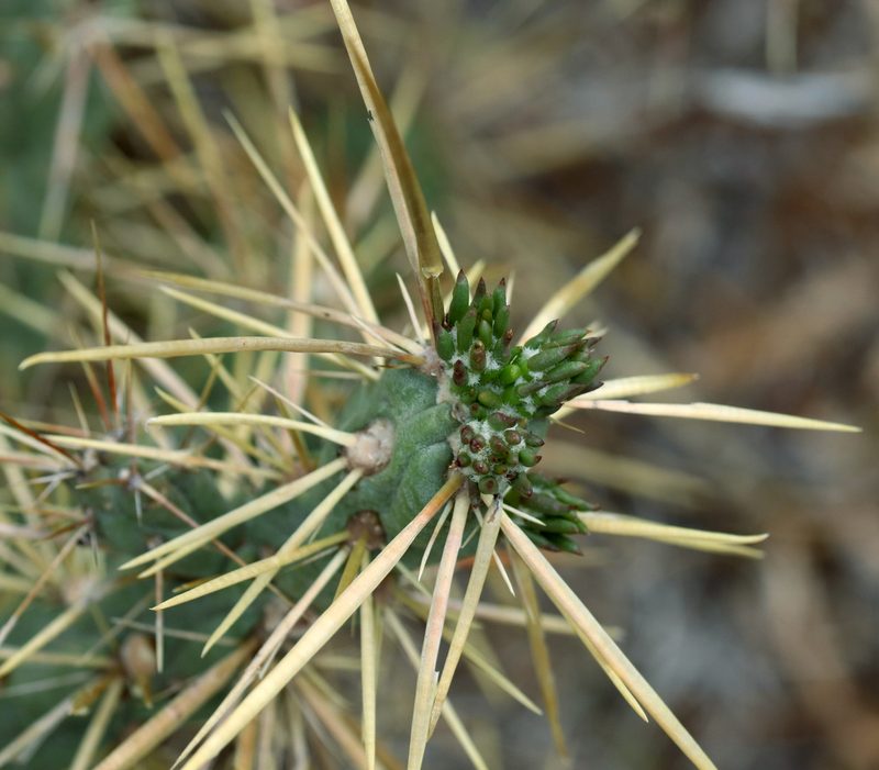 Cylindropuntia davisii, photographed by Catherine C. Galley
