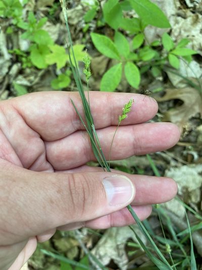 Carex laxiculmis, photographed by Bonnie Semmling