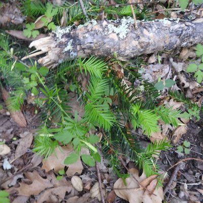 Torreya californica, photographed by Daniel Levitis