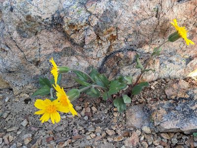 Arnica cernua, photographed by Trevor Van Loon