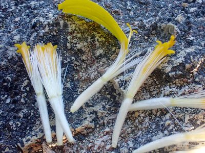 Arnica cernua, photographed by Trevor Van Loon