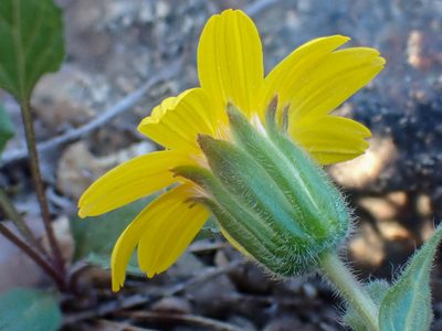 Arnica cernua, photographed by Trevor Van Loon