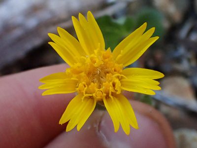 Arnica cernua, photographed by Trevor Van Loon