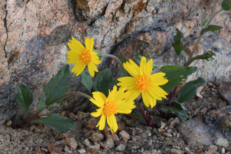 Arnica cernua, photographed by Trevor Van Loon