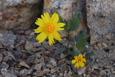 Arnica cernua, photographed by Trevor Van Loon
