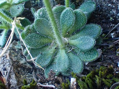Draba howellii, photographed by Trevor Van Loon