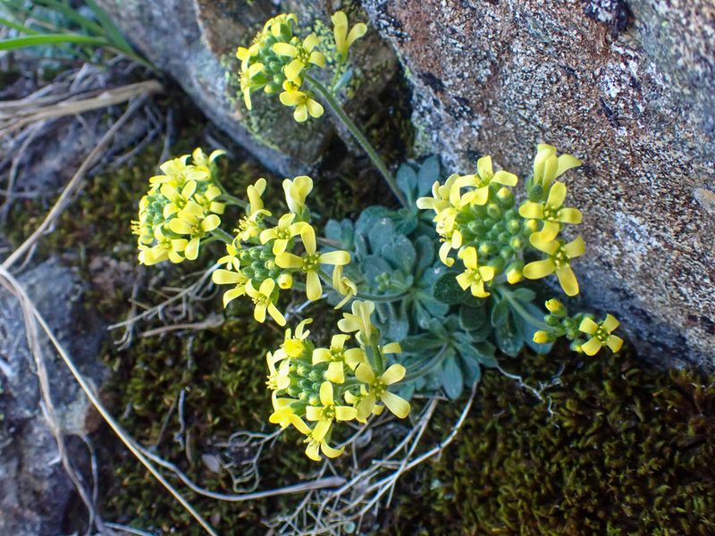 Draba howellii, photographed by Trevor Van Loon