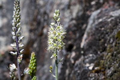 Hastingsia serpentinicola, photographed by Trevor Van Loon