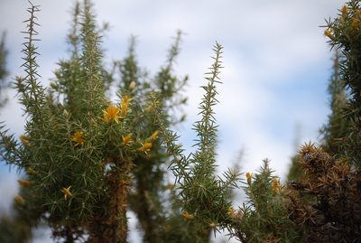 Chuquiraga erinacea, photographed by veonatura