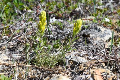 Castilleja arachnoidea, photographed by Trevor Van Loon