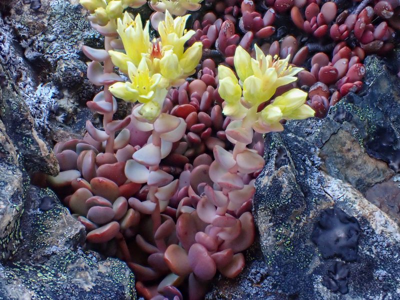 Sedum oregonense, photographed by Trevor Van Loon