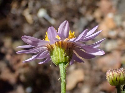 Erigeron klamathensis, photographed by Trevor Van Loon