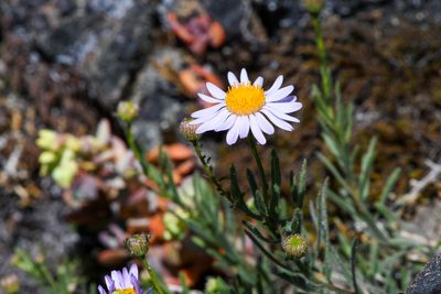 Erigeron klamathensis, photographed by Trevor Van Loon