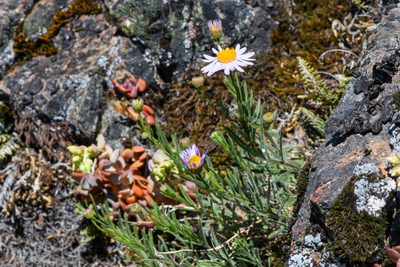 Erigeron klamathensis, photographed by Trevor Van Loon