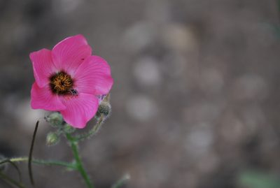 Lecanophora heterophylla, photographed by veonatura