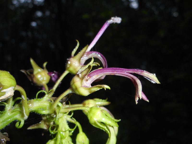 Lobelia oxyphylla, photographed by J. L. Gómez-Hechavarría