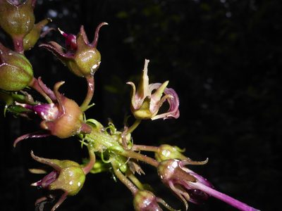 Lobelia oxyphylla, photographed by J. L. Gómez-Hechavarría
