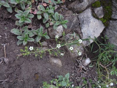 Thesium pyrenaicum, photographed by aroche