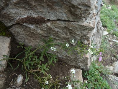 Thesium pyrenaicum, photographed by aroche