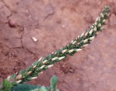 Plantago rhodosperma, photographed by Catherine C. Galley