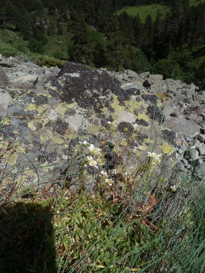 Saxifraga aspera, photographed by aroche