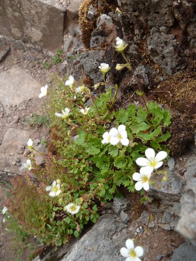 Saxifraga maderensis, photographed by aroche