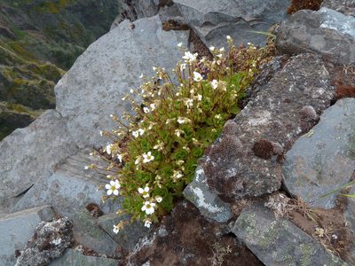 Saxifraga maderensis, photographed by aroche