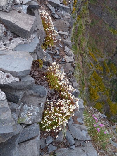 Saxifraga maderensis, photographed by aroche