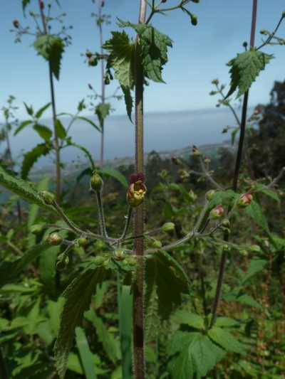 Scrophularia scorodonia, photographed by aroche