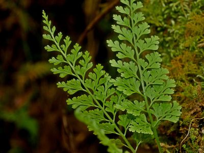 Asplenium laciniatum, photographed by Jacy Chen