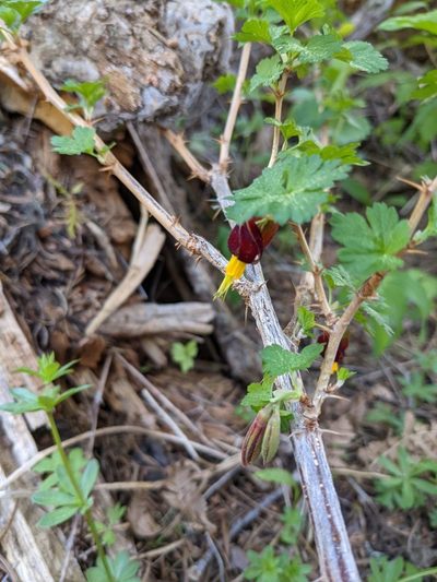 Ribes marshallii, photographed by Trevor Van Loon