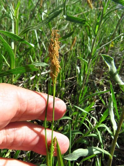 Carex microdonta, photographed by Annika Lindqvist