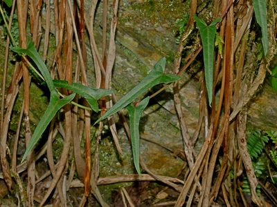 Reynoutria multiflora, photographed by Jacy Chen