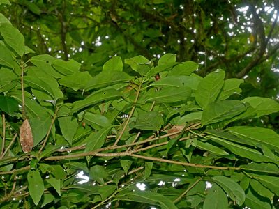 Sloanea dasycarpa, photographed by Jacy Chen