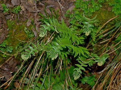 Polystichum acutidens, photographed by Jacy Chen