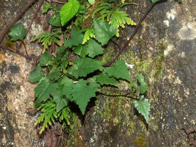 Senecio scandens, photographed by Jacy Chen