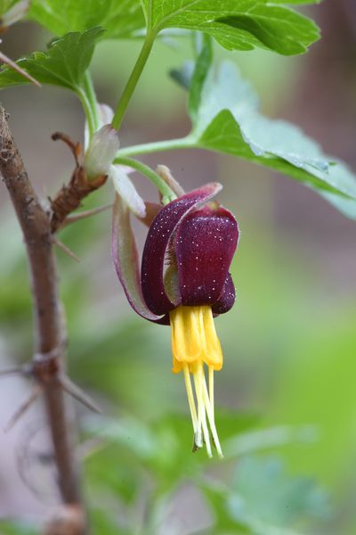 Ribes marshallii, photographed by Trevor Van Loon