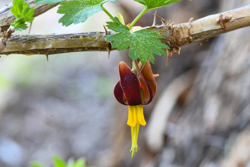 Ribes marshallii, photographed by Trevor Van Loon