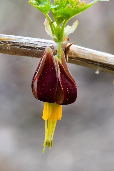 Ribes marshallii, photographed by Trevor Van Loon