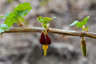 Ribes marshallii, photographed by Trevor Van Loon